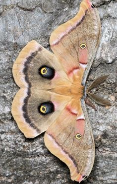 a brown and black moth sitting on top of a rock