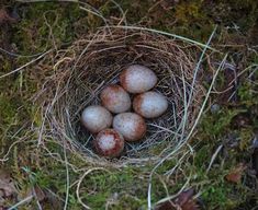 four eggs in a bird's nest on the ground