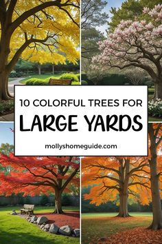 colorful trees for large yards with the title overlaying it in four different photos