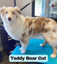 a brown and white dog standing on top of a blue table next to a mirror