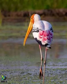 a white and pink bird is standing in the water with it's beak open