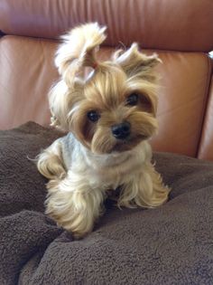 a small dog sitting on top of a couch