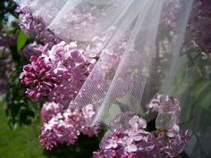 purple lilacs are growing outside in the sun, with white netting covering them and green grass