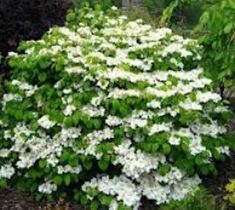 white and green flowers are growing in the garden