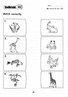 worksheet showing the different types of animals