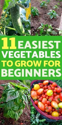 the title image for 11 best vegetables to grow for beginners, including tomatoes and cucumbers