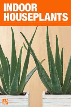 two potted plants sitting next to each other in front of a wooden wall with the words indoor houseplants on it