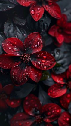 red flowers with water droplets on them