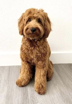 a brown dog sitting on top of a hard wood floor next to a white wall