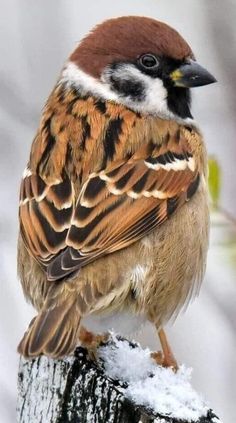 a brown and white bird sitting on top of a wooden post in the snow with trees behind it