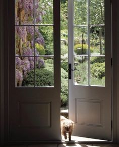 a dog is standing in front of two doors with the light shining on them and purple flowers