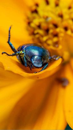 a blue beetle sitting on top of a yellow flower