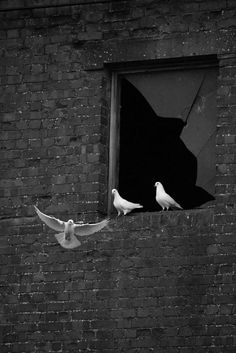 two white birds sitting on top of a window sill next to a brick wall