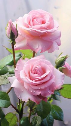 two pink roses with water droplets on them sitting in front of a window sill