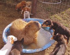 several dogs are playing in a pool with their puppies