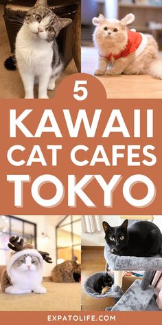 Complete guide to the best cat cafes in Tokyo, Japan, featuring the unique Tokyo Japan cat cafes, tokyo cat cafe aesthetic, and must-visit cafe spots like Cat Cafe Mocha Tokyo. Cat Cafe Tokyo, Tokyo With Kids, Cozy Cat