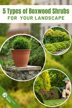 five types of boxwood shrubs for your landscape cover image with the title, 5 types of boxwood shrubs for your landscape