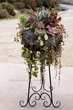 an arrangement of succulents and other plants is displayed on a metal stand