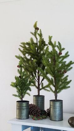 three potted trees sitting on top of a white table next to a pine cone