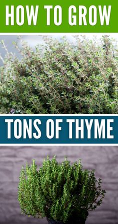 how to grow tons of thyme