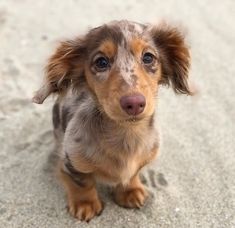 a small brown and black dog sitting in the sand