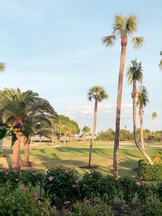 palm trees in the foreground with a golf course in the background