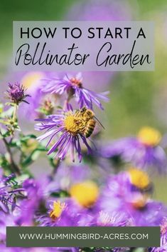 purple flowers with the words how to start a polliner garden