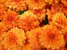 many orange flowers that are growing together