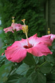 pink flowers blooming on the side of a building in front of some green bushes