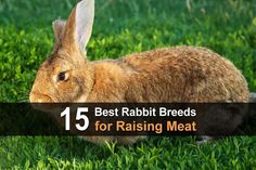 a rabbit sitting in the grass with text overlay that reads, best rabbit breeds for raising meat