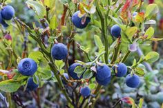 some blue berries are growing on the bush