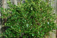 a bush with green leaves in front of a wooden fence