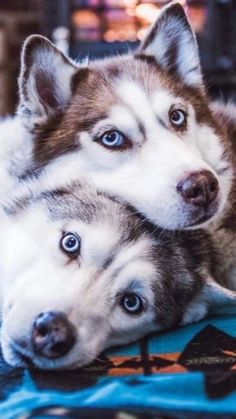 two husky dogs laying next to each other