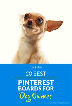 a dog with the words 20 best pinterest boards for dogs owners