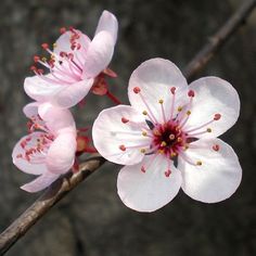 two white and pink flowers on a tree branch