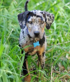 a dog is standing in the grass with a blue tag on its collar and ear