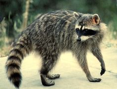 a raccoon is walking on the concrete outside