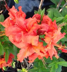 orange flowers are blooming in the garden