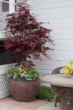 two potted plants sitting next to each other near a table and chair on a patio