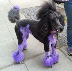 a black poodle with purple fur standing next to a person on the sidewalk,