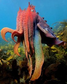 an octopus swimming in the ocean with its head turned to look like it is eating something