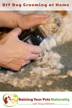 a person is grooming a dog's fur with a hair dryer on the floor