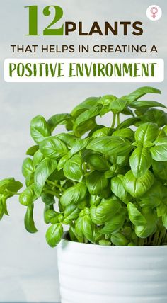 a potted basil plant with the title 12 plants that helps in creating a positive environment