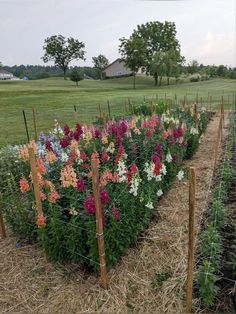 many colorful flowers growing in a garden next to a fence