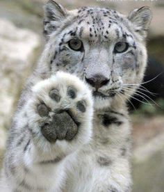 a snow leopard with its paw on top of it's head and paws in the air