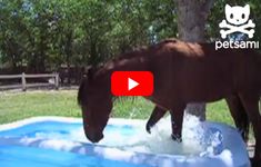 a brown horse standing on top of a blue pool