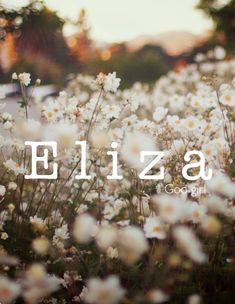 white flowers are in the foreground with the word, eizza on it