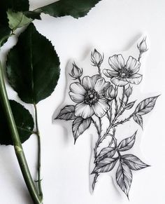 a drawing of flowers and leaves on a white surface next to a green leafy plant