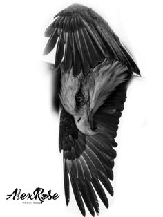 a black and white photo of a bird flying