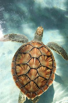 an overhead view of a turtle swimming in the water